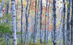 White Birches - Birch Bay Village