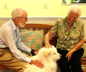 Safe Harbor Therapy Dog